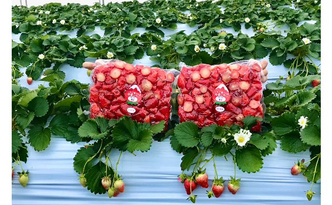 南信州産「冷凍いちご」 1kg（250g×4袋）　ヨッシャア駒ヶ根