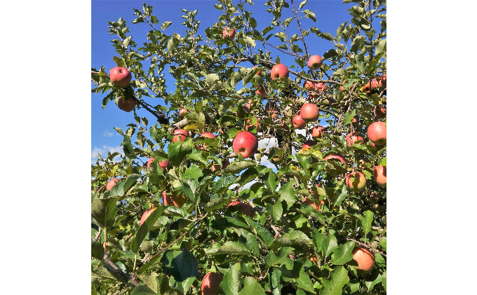 ãä¿¡å·ç£ããããææªã¯ã€ã³ïŒ720mlÃ1æ¬ïŒ ãé
èªå®¶èŸ²åç£ ãµã³ãµã çå£ ã¹ã€ãŒã ã¢ã«ã³ãŒã«åºŠæ°äœã