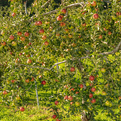 ããã é·é ã¹ããŒããã¬ãã·ã¥ ãµã³ã€ãã 3kg å°äººæ°å®¶åºã«ãŽã£ãã èãšãã ç£å°çŽé ãã«ãŒã æç© ãã¶ãŒã ãã〠ãªã³ãŽ ææª ããã€ãã ç§ æ¬ ã¹ã ãŒãžãŒ ãžã£ã ä¿¡å· é·éç é·éçç£ 2026 2026幎