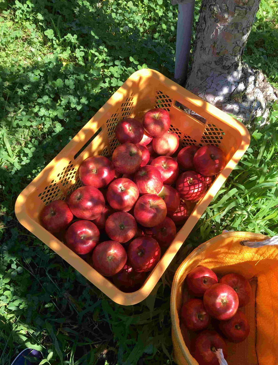 りんご 長野 スマートフレッシュ サンつがる 5kg たっぷり楽しめる 葉とらず 産地直送 フルーツ 果物 デザート おやつ リンゴ 林檎 さんつがる 秋 旬 スムージー ジャム 信州 長野県 長野県産 2026 2026年