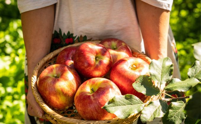 2026年産 たっぷり楽しめる！長野県産「シナノスイート」りんご（5kg） 果物 フルーツ デザート 食後 強い甘み ジューシー 爽やか 皮薄い 丸かじり 秋の味覚 旬