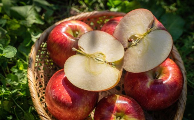 2026å¹Žç£ ãã£ã·ã楜ãããïŒé·éçç£ãã·ããã¹ã€ãŒãããããïŒ5kgïŒ æç© ãã«ãŒã ãã¶ãŒã é£åŸ 匷ãçã¿ ãžã¥ãŒã·ãŒ çœãã ç®èã äžžããã ç§ã®å³èŠ æ¬