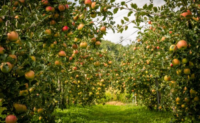 2026å¹Žç£ ãã£ã·ã楜ãããïŒé·éçç£ãã·ããã¹ã€ãŒãããããïŒ5kgïŒ æç© ãã«ãŒã ãã¶ãŒã é£åŸ 匷ãçã¿ ãžã¥ãŒã·ãŒ çœãã ç®èã äžžããã ç§ã®å³èŠ æ¬