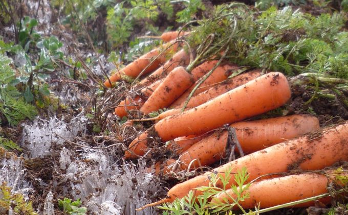 長野県産「サンふじ」（5kg）と「有機人参」（5kg）のセット