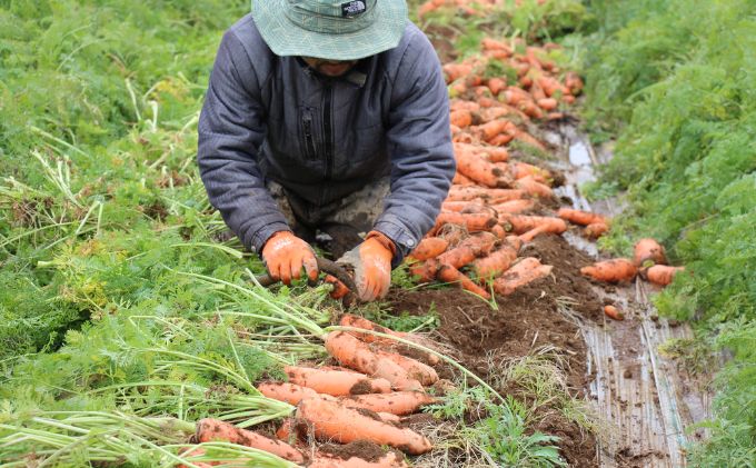 長野県産「サンふじ」（5kg）と「有機人参」（5kg）のセット