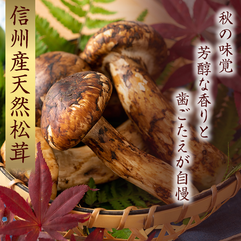 信州産「天然松茸」（約150g/1～6本）