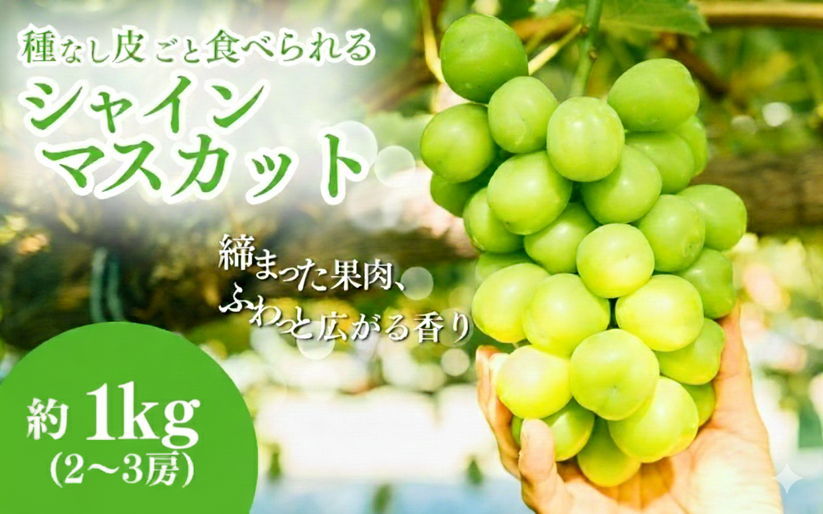 シャインマスカット 約1kg ２〜3房 長野 ぶどう 種なし 皮ごと 産地直送 フルーツ 果物 デザート おやつ マスカット ブドウ 葡萄 秋 旬 旬の果物 旬のフルーツ 信州 信州産 長野県 長野県産 2026 2026年
