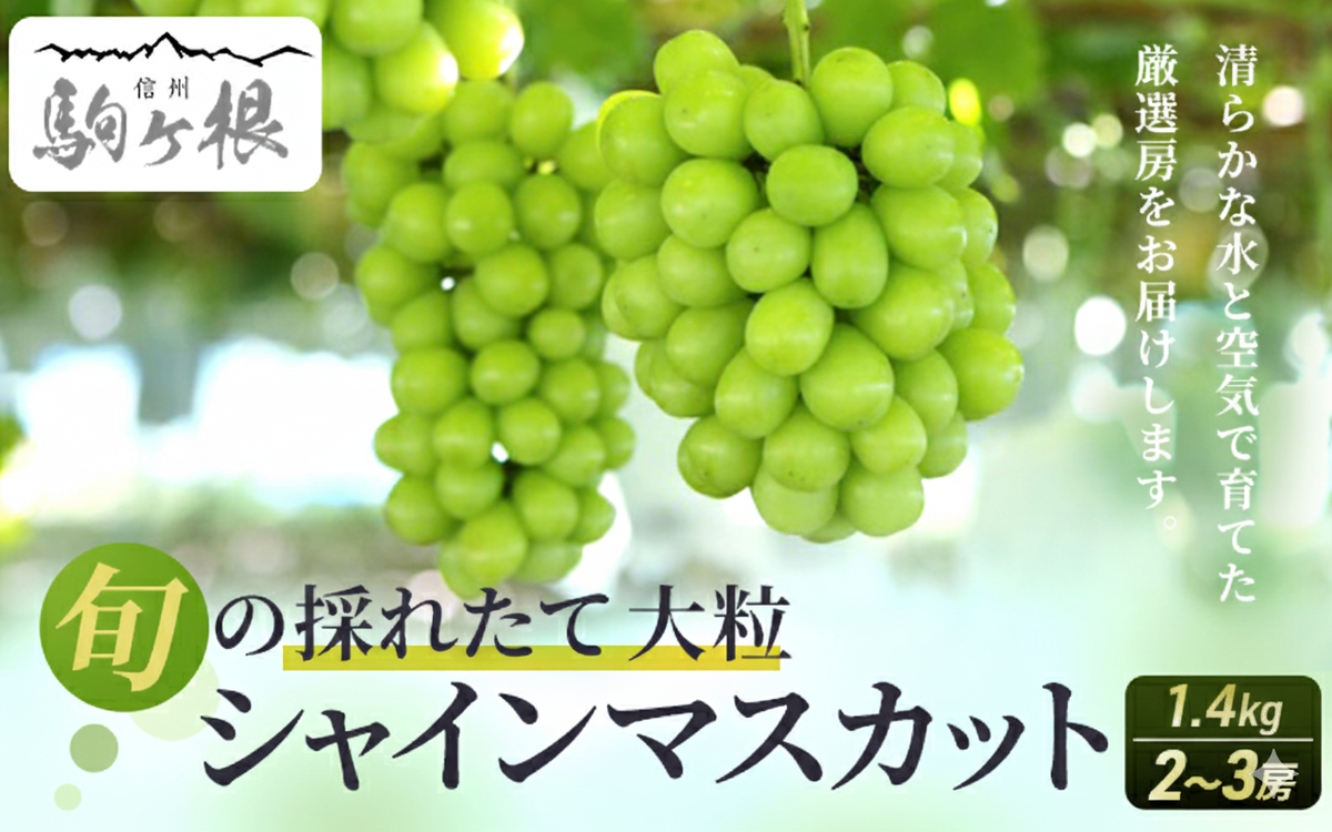 【特選房】シャインマスカット 約1.4kg 2〜3房 長野 特選 大粒 ぶどう 種なし 皮ごと 産地直送 フルーツ 果物 デザート おやつ マスカット 葡萄 秋 旬 旬の果物 旬のフルーツ 信州 信州産 長野県 長野県産 2026 2026年
