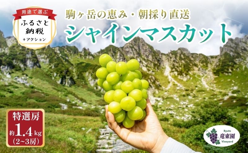 【駒ヶ岳の恵み・朝採り直送・特選房】シャインマスカット 約1.4kg 2～3房 中央アルプス 駒ヶ根産 種なし 皮ごと 山の雫 木曽駒ヶ岳 宝剣岳 千畳敷カール 寒暖差 信州 長野 ぶどう 2026
