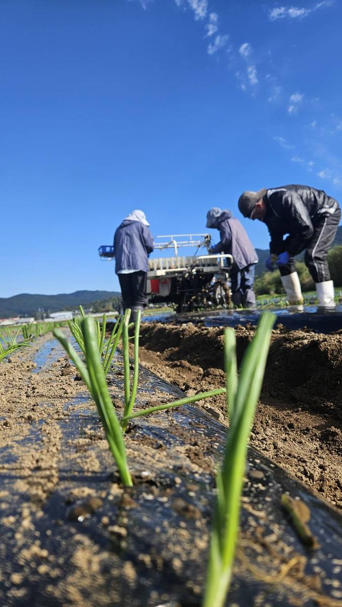 【数量限定/期間限定】信州駒ヶ根産有機たまねぎ「アルプスからの玉手箱」（約6kg） アグリコオリジナル 甘みが強い 野菜 常備野菜 万能野菜 オニオン 国産 国産野菜