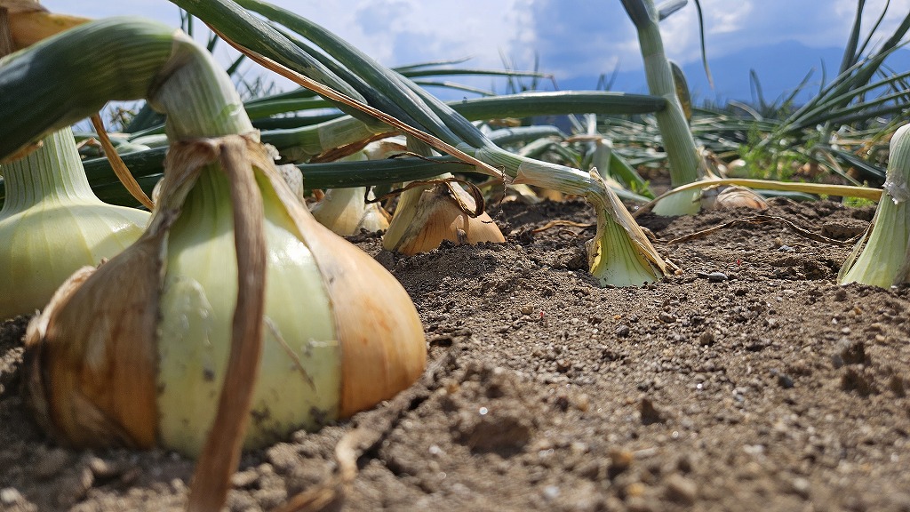 【数量限定/期間限定】信州駒ヶ根産有機たまねぎ「アルプスからの玉手箱」（約6kg） アグリコオリジナル 甘みが強い 野菜 常備野菜 万能野菜 オニオン 国産 国産野菜