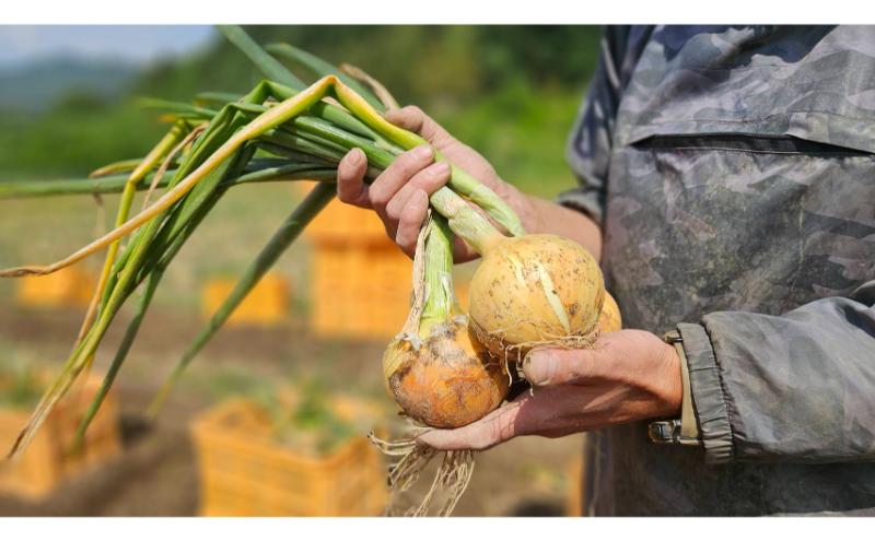 【数量限定/期間限定】信州駒ヶ根産有機たまねぎ「アルプスからの玉手箱」（約6kg） アグリコオリジナル 甘みが強い 野菜 常備野菜 万能野菜 オニオン 国産 国産野菜