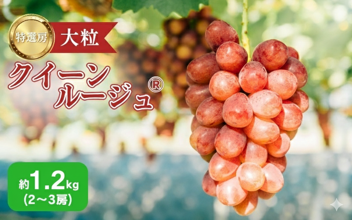 2026年産 ぶどう 長野 クイーンルージュ 約1.2kg 2〜3房 特選 大粒 種なし 皮ごと 産地直送 フルーツ 果物 デザート おやつ シャインマスカット 葡萄 秋 旬 旬の果物 旬のフルーツ 信州 信州産 長野県 2026 2026年