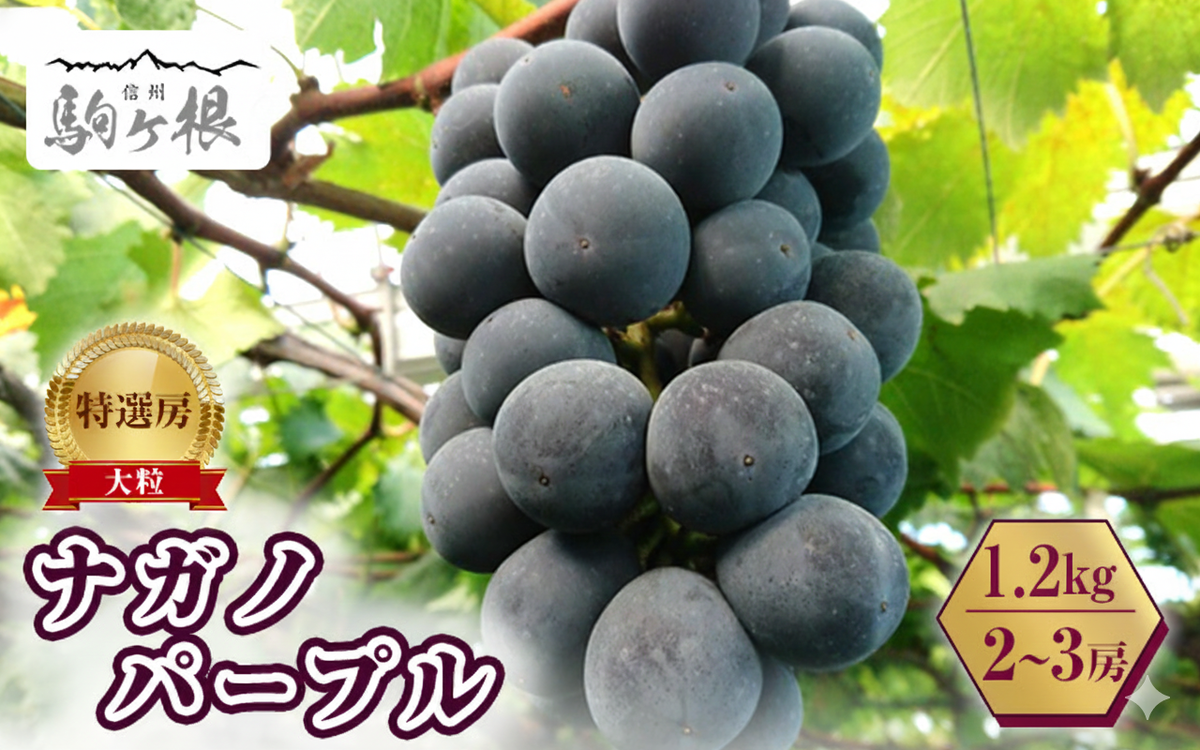 2026年産 ぶどう 長野 ナガノパープル 約1.2kg 2〜3房 特選 大粒 種なし 皮ごと 産地直送 フルーツ 果物 デザート おやつ 葡萄 長野パープル 秋 旬 旬の果物 旬のフルーツ 信州 信州産 長野県 長野県産 2026 2026年