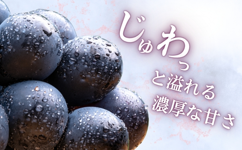 2026年産 ぶどう 長野 ナガノパープル 約1.2kg 2〜3房 特選 大粒 種なし 皮ごと 産地直送 フルーツ 果物 デザート おやつ 葡萄 長野パープル 秋 旬 旬の果物 旬のフルーツ 信州 信州産 長野県 長野県産 2026 2026年