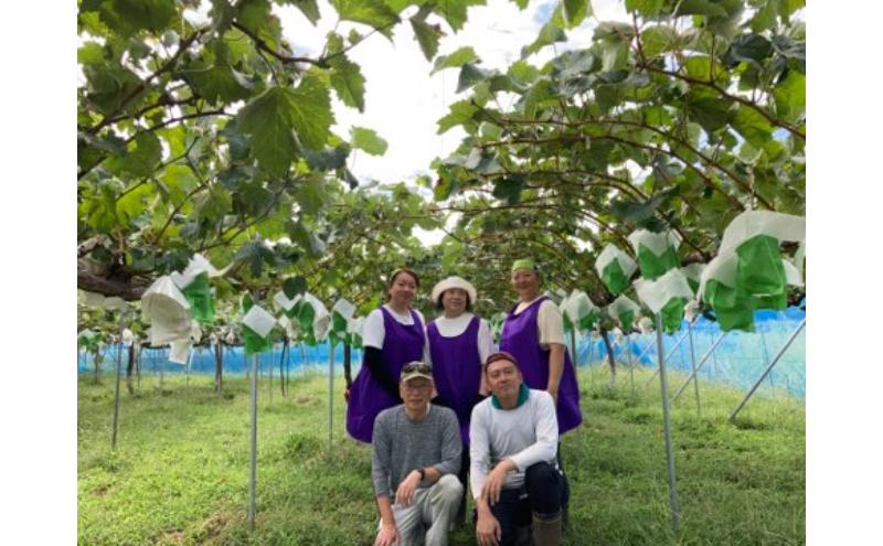 駒ヶ根産　ドライフルーツ　葡萄3種セット ブドウ ぶどう 葡萄 果物 ドライフルーツ 駒ヶ根市