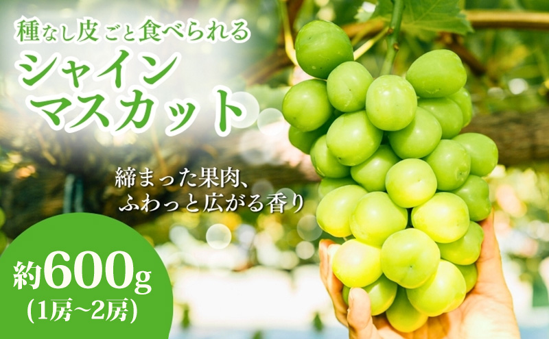 ぶどう シャインマスカット 約600g（1房～2房）果物 フルーツ デザート 信州 長野 駒ケ根市