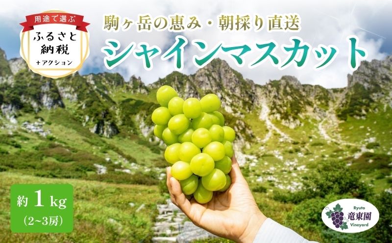 【駒ヶ岳の恵み・朝採り直送】シャインマスカット 約600g 1～2房 中央アルプス 駒ヶ根産 種なし 皮ごと 山の雫 木曽駒ヶ岳 宝剣岳 千畳敷カール 寒暖差 信州 長野 ぶどう 2026