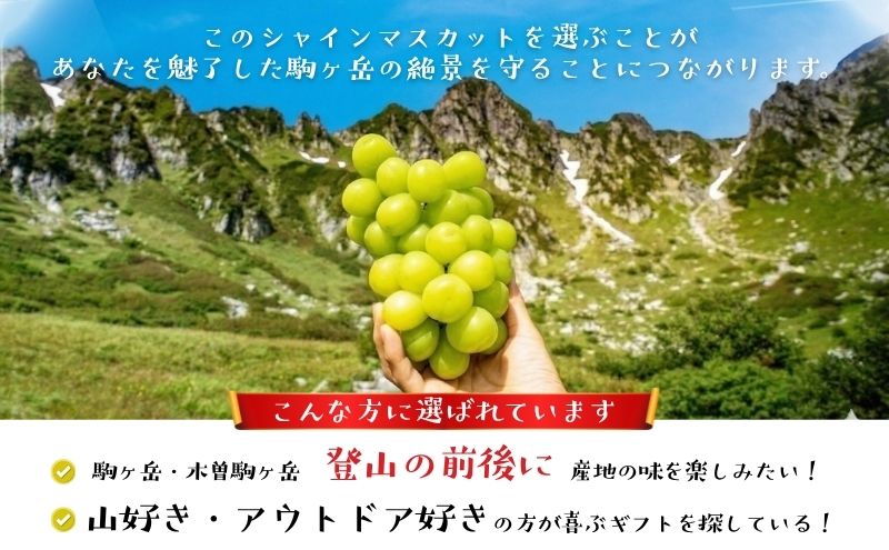 【駒ヶ岳の恵み・朝採り直送】シャインマスカット 約600g 1～2房 中央アルプス 駒ヶ根産 種なし 皮ごと 山の雫 木曽駒ヶ岳 宝剣岳 千畳敷カール 寒暖差 信州 長野 ぶどう 2026
