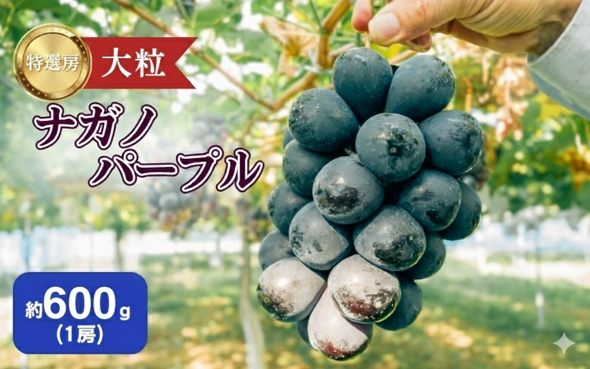 ぶどう ナガノパープル 約600g（1房）果物 フルーツ デザート 信州 長野 駒ケ根市