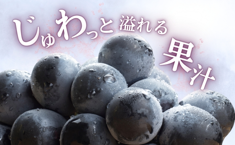 2026å¹Žç£ ã¶ã©ã ãã¬ãããŒãã« çŽ600gïŒ1æ¿ïŒæç© ãã«ãŒã ãã¶ãŒã ä¿¡å· é·é é§ã±æ ¹åž