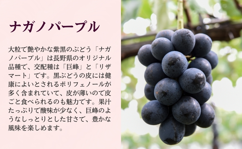 2026年産 ぶどう 長野 ナガノパープル 約1.2kg 2〜3房 特選 大粒 種なし 皮ごと 産地直送 フルーツ 果物 デザート おやつ 葡萄 長野パープル 秋 旬 旬の果物 旬のフルーツ 信州 信州産 長野県 長野県産 2026 2026年