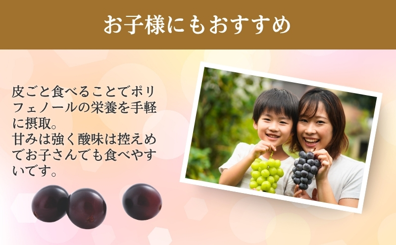 2026年産 ぶどう 長野 ナガノパープル 約1.2kg 2〜3房 特選 大粒 種なし 皮ごと 産地直送 フルーツ 果物 デザート おやつ 葡萄 長野パープル 秋 旬 旬の果物 旬のフルーツ 信州 信州産 長野県 長野県産 2026 2026年
