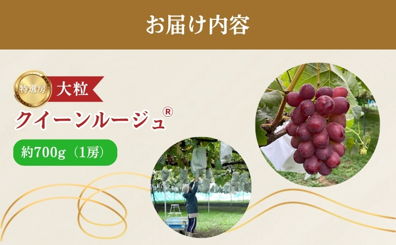 2026年産 ぶどう クイーンルージュ 約600g（1房）果物 フルーツ デザート 信州 長野 駒ケ根市
