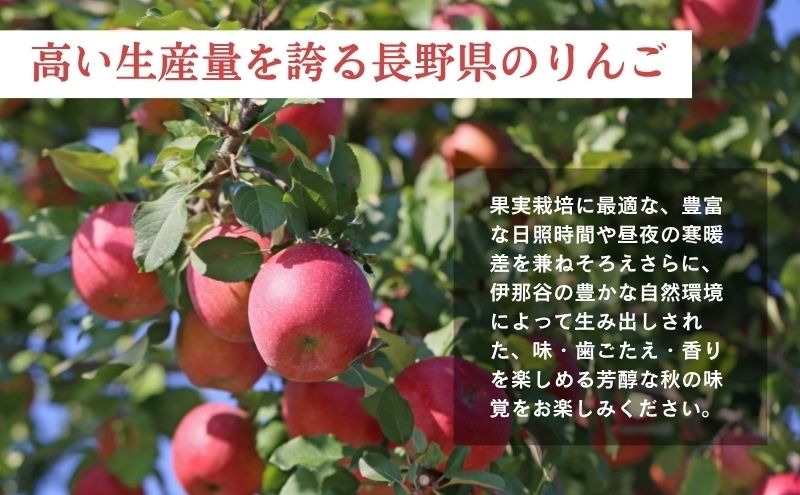 りんご 長野 贈答用 リンゴ シナノリップ 約3kg （12玉） 産地直送 ギフト プレゼント 贈答 贈答品 贈り物 フルーツ 果物 デザート おやつ 林檎 旬 信州 長野県 長野県産