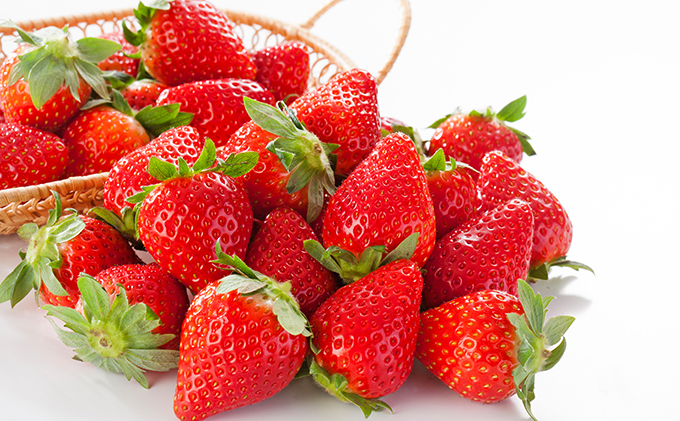 南信州産「いちご」 (300g×8パック)　【伊那森パーク】 果物類 苺 イチゴ