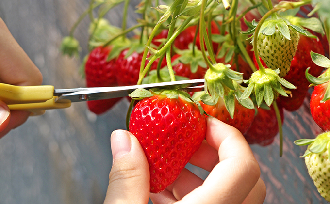 蜊嶺ソ。蟾樒肇縲後>縺。縺斐 (300gテ8繝代ャ繧ッ)縲縲舌Κ繝繧キ繝」繧「鬧偵Ω譬ケ縲 譫懃黄鬘 闍コ 繧、繝√ざ