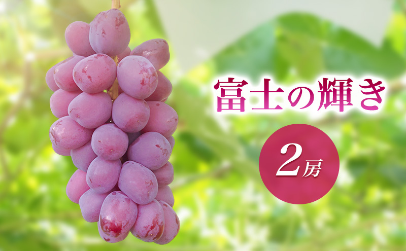 2026年産富士の輝き２房　 種なし 果物 ぶどう 葡萄 マスカット フルーツ 長野県 駒ケ根市