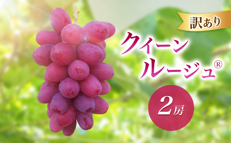 2026年産訳ありクイーンルージュ(R)2房　果物 葡萄 ぶどう 赤ぶどう マスカット フルーツ 長野県 駒ケ根市