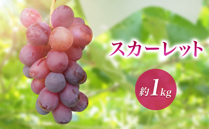 2026年産スカーレット約1kg　種なし 果物 葡萄 ぶどう マスカット フルーツ 長野県 駒ケ根市