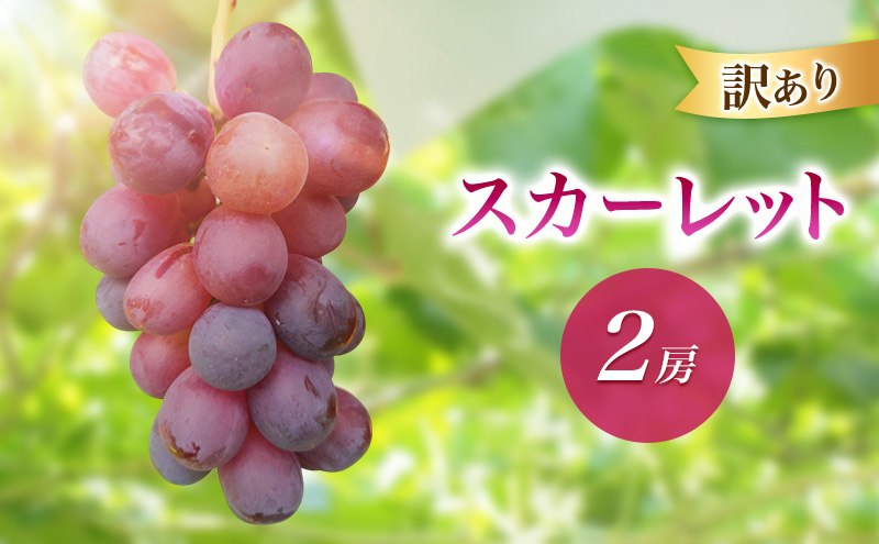 2026年産訳ありスカーレット２房　種なし 果物 葡萄 ぶどう マスカット フルーツ 長野県 駒ケ根市 長野県 駒ケ根市