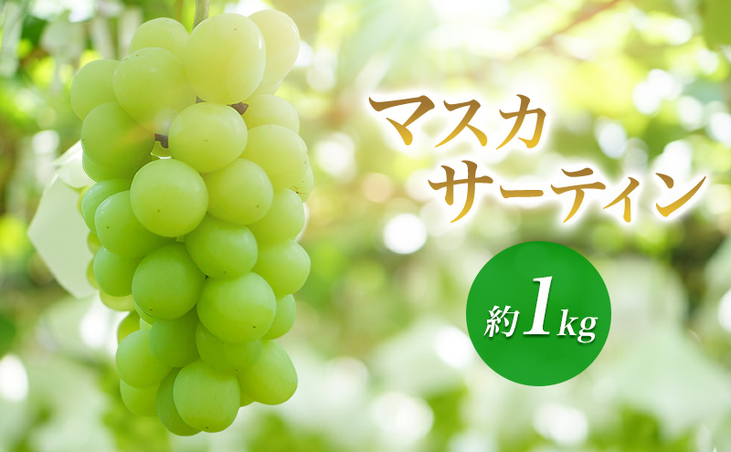 2026年産マスカサーティン 約1kg　種なし 果物 葡萄 ぶどう マスカット フルーツ 長野県 駒ケ根市