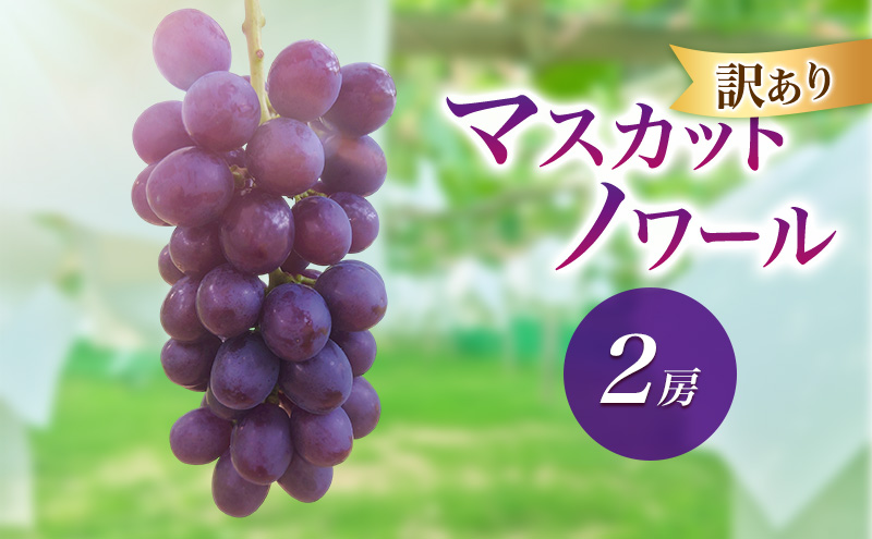 2026年産訳ありマスカットノワール ２房　種なし 果物 ぶどう 葡萄 マスカット フルーツ 長野県 駒ケ根市 長野県 駒ケ根市