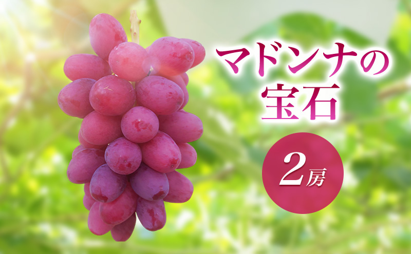2026年産マドンナの宝石 ２房　果物 ぶどう 葡萄 マスカット フルーツ 長野県 駒ケ根市