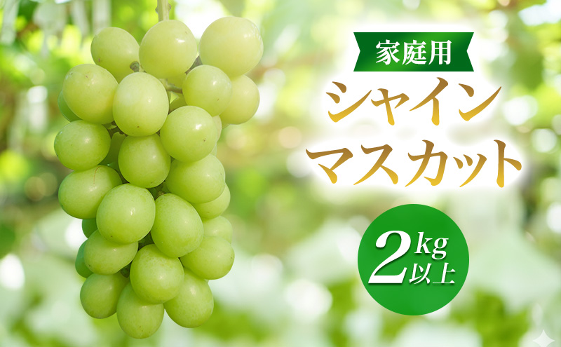 2026年産家庭用シャインマスカット 2kg以上　種なし 果物 ぶどう 葡萄 マスカット フルーツ 長野県 駒ケ根市