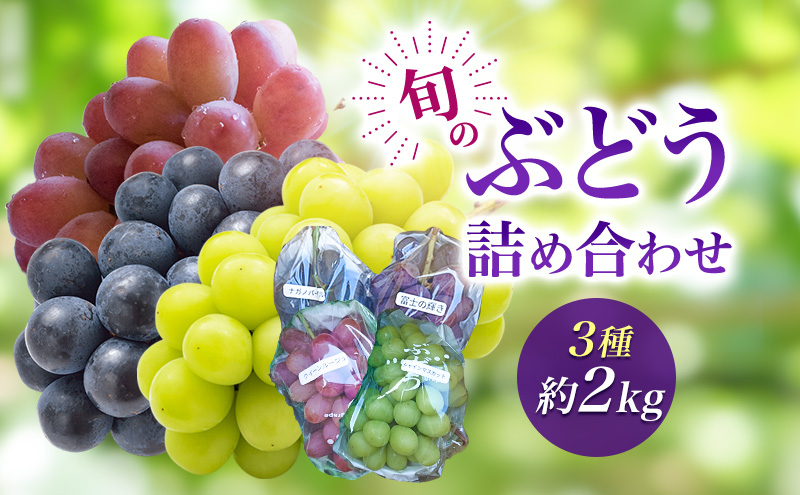 2026年産旬のぶどう詰め合わせ3種約２kg　果物 ぶどう 葡萄 マスカット フルーツ  種なし 詰め合わせ 長野県 駒ケ根市