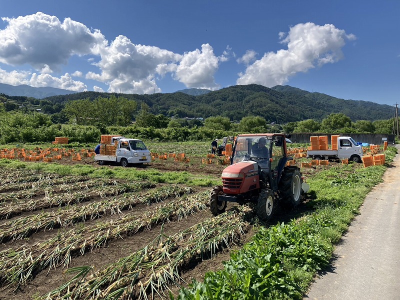 【数量限定/期間限定】信州駒ヶ根産有機たまねぎ「アルプスからの玉手箱」（約6kg） アグリコオリジナル 甘みが強い 野菜 常備野菜 万能野菜 オニオン 国産 国産野菜