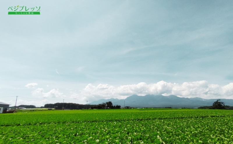 縲仙ョ壽悄萓ソ縲代蝉ソ晏ュ俶侭辟。豺サ蜉髱呈ア√代ョ繧繝ャ繧ソ繧ケ髱呈アシ3gテ30蛹シ3縺区怦騾」邯壹♀螻翫¢縲 辟。豺サ蜉髱呈ア√繝繧ュ繧ケ繝医Μ繝ウ繝輔Μ繝シ髱呈ア√繝繧ュ繧ケ繝医Μ繝ウ辟。豺サ蜉髱呈ア√邊画忰髱呈ア√繝倥Ν繧キ繝シ髱呈ア√蛛・蠎キ髱呈ア√驥手除髱呈ア√讀咲黄諤ァ髱呈ア√繝上Λ繝ォ髱呈ア√繝上Λ繝シ繝ォ髱呈ア√驥手除鞫ょ叙縲鬧偵Ω譬ケ蟶