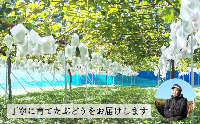 【2026年産予約】シャインマスカット 約2kg（3〜5房）｜農園直送｜2026年9月中旬より発送予定　ぶどう 種なし 皮ごと フルーツ 果物 デザート おやつ マスカット ブドウ 葡萄 秋 旬 信州産 長野県産