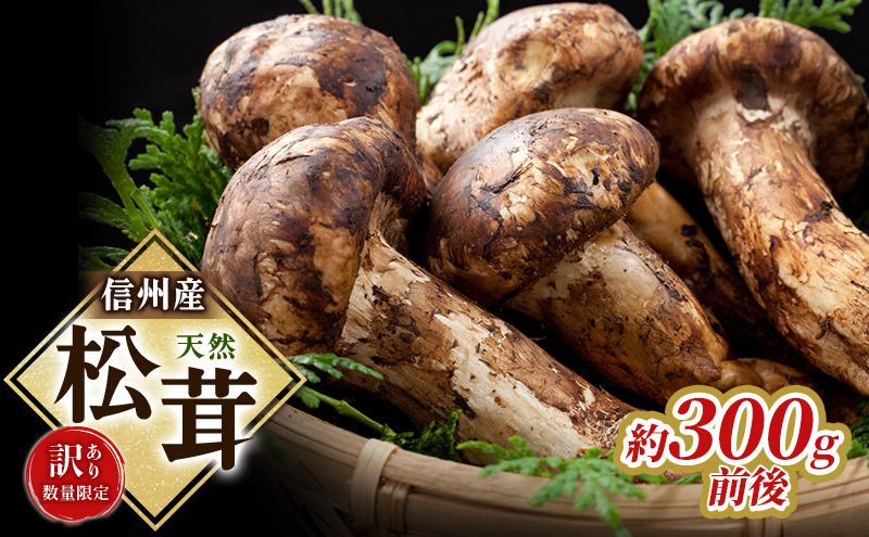 【訳あり】数量限定/信州産「天然松茸」（約300g前後）