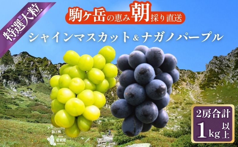 特選大粒シャインマスカット1房 ＆ 特選大粒ナガノパープル1房 (2房合計1kg以上)  セット 大粒 種なし 皮ごと 食べ比べ フルーツ 果物 マスカット 旬のフルーツ 信州産 長野県