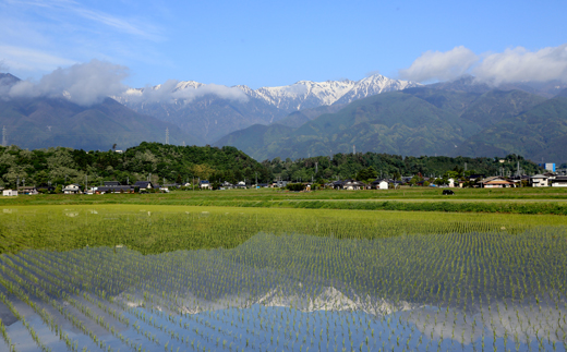 長野県産「風さやか」（5kg）【橋本商事】