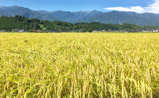 【定期便】長野県産「風さやか」（5kg×6回）【橋本商事】