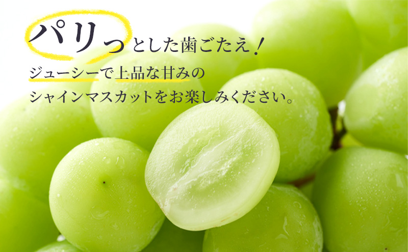 シャインマスカット 約 2kg 2～3房 長野 特選 大粒 ぶどう 種なし 皮ごと 産地直送 フルーツ 果物 デザート おやつ マスカット 葡萄 秋 旬 旬の果物 旬のフルーツ 信州 信州産 長野県 長野県産 2024 2024年