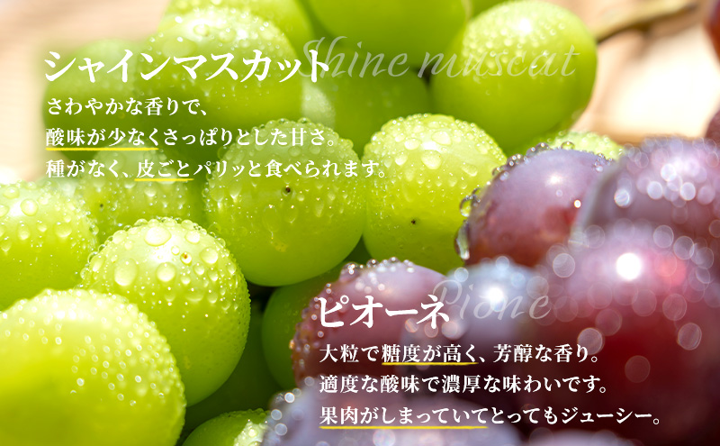 ぶどう 長野 シャインマスカット + ピオーネ 計1.6kg以上各1房 セット 大粒 種なし 皮ごと 食べ比べ 産地直送 フルーツ 果物 デザート おやつ マスカット 葡萄 秋 旬 旬の果物 旬のフルーツ 信州 信州産 長野県