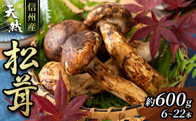 ä¿¡å·ç£ãå€©ç¶æŸèžãïŒçŽ600g/6ã22æ¬ïŒ éè ãã®ã ãŸã€ãã